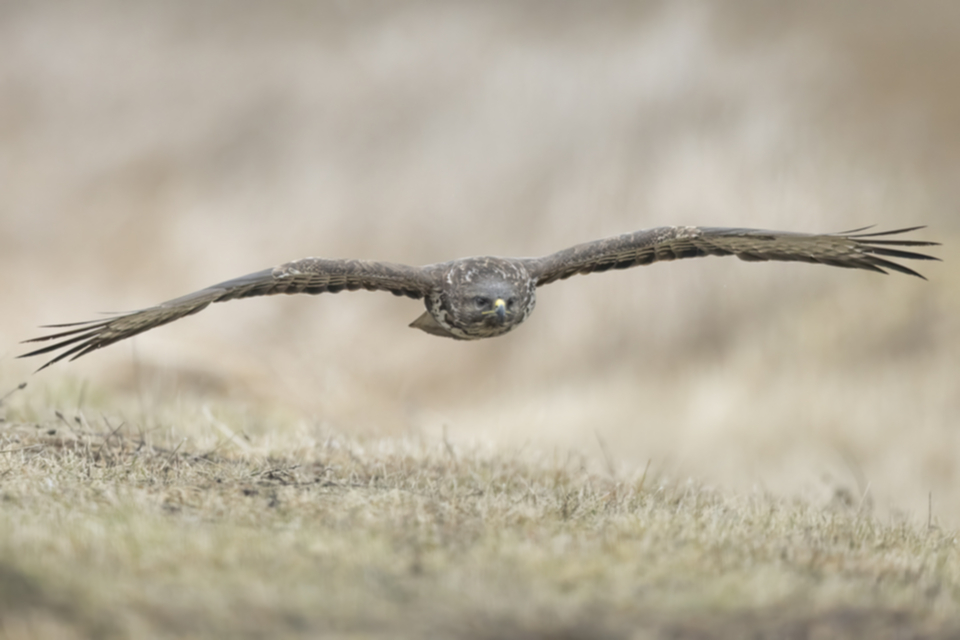 Maeusebussard_250122_38.jpg