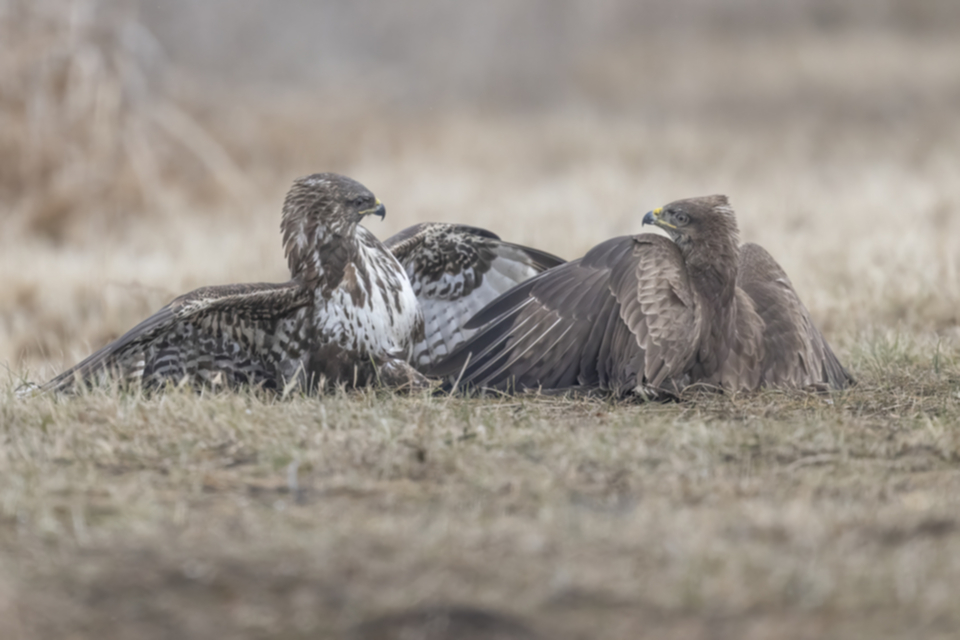 Maeusebussard_250122_39.jpg