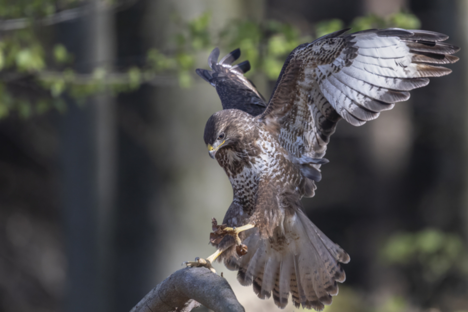 Maeusebussard_250411_40.jpg