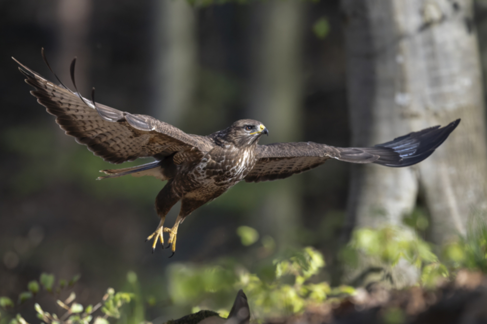 Maeusebussard_250411_42.jpg