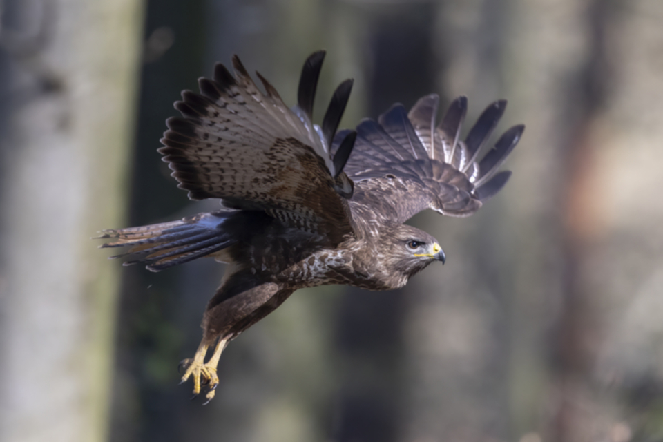 Maeusebussard_250411_43.jpg