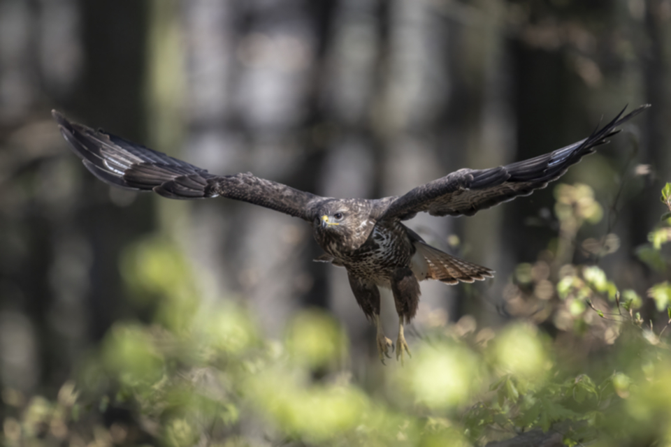 Maeusebussard_250411_44.jpg