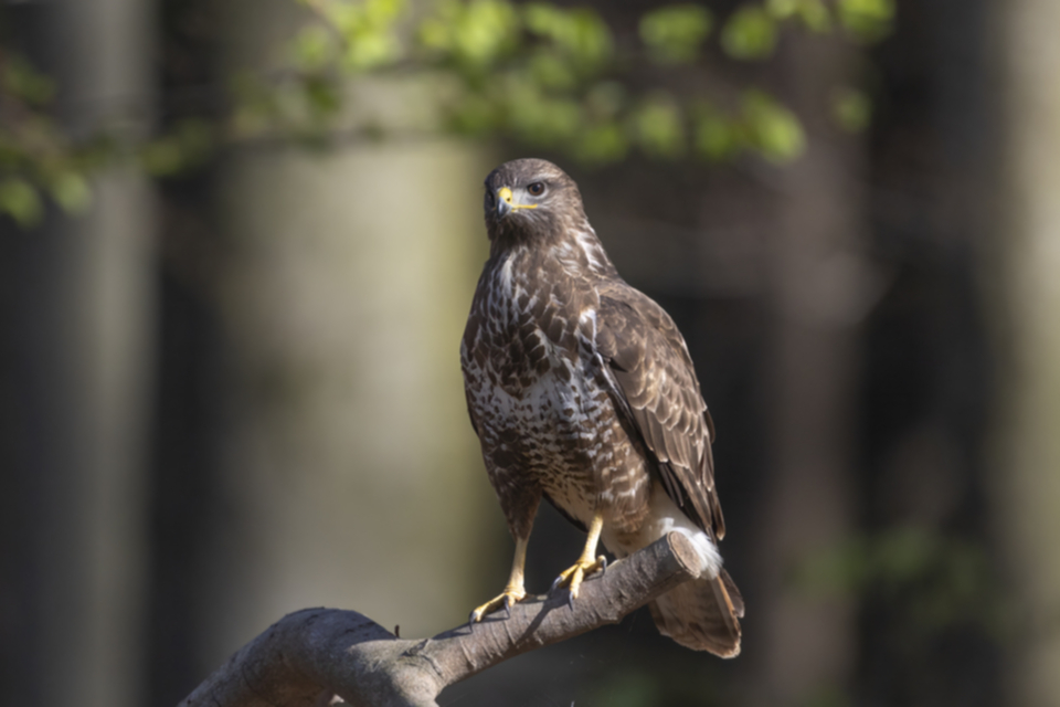 Maeusebussard_250411_45.jpg