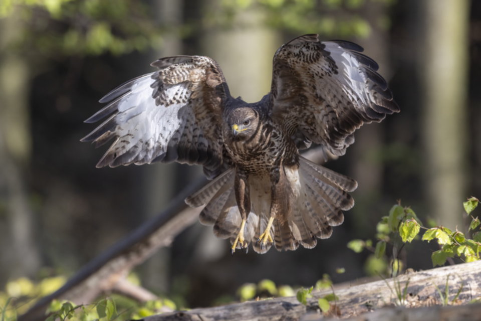 Maeusebussard_250411_46.jpg