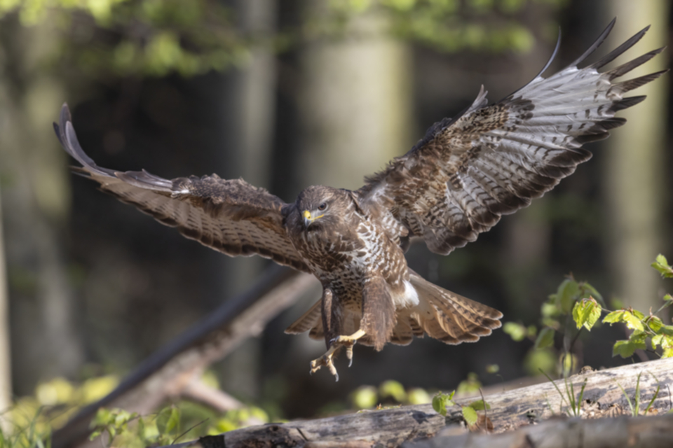 Maeusebussard_250411_47.jpg