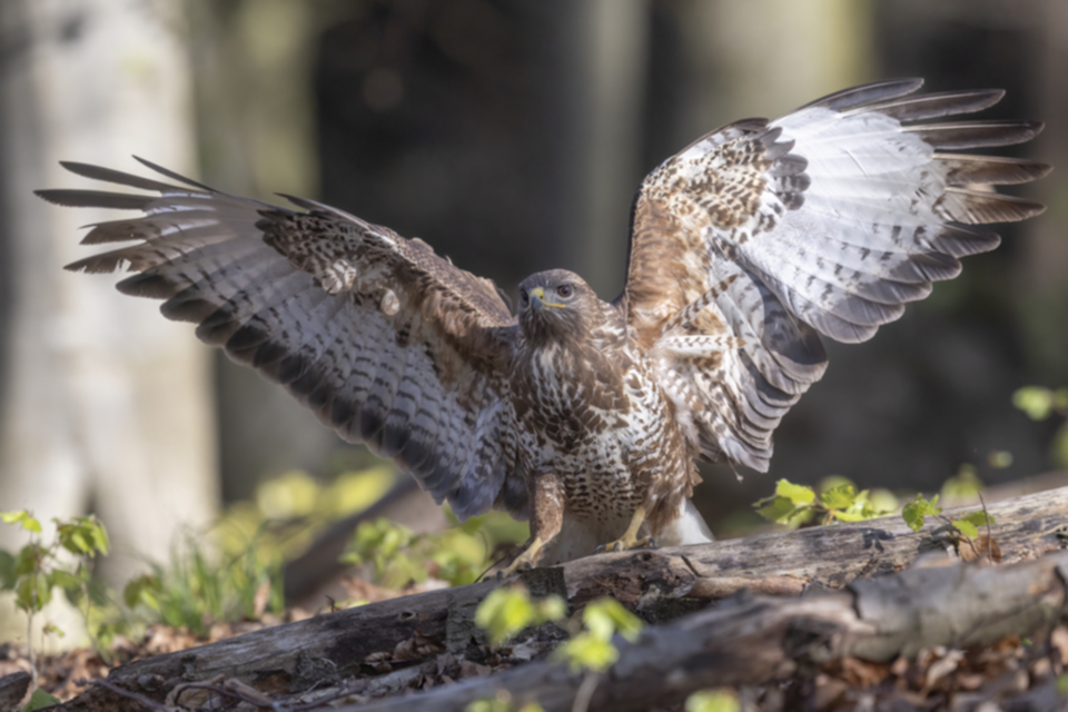 Maeusebussard_250411_48.jpg