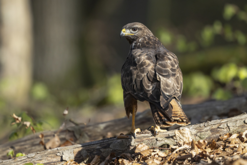 Maeusebussard_250411_49.jpg