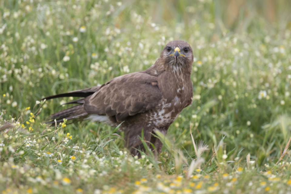 Maeusebussard_190418_04.jpg