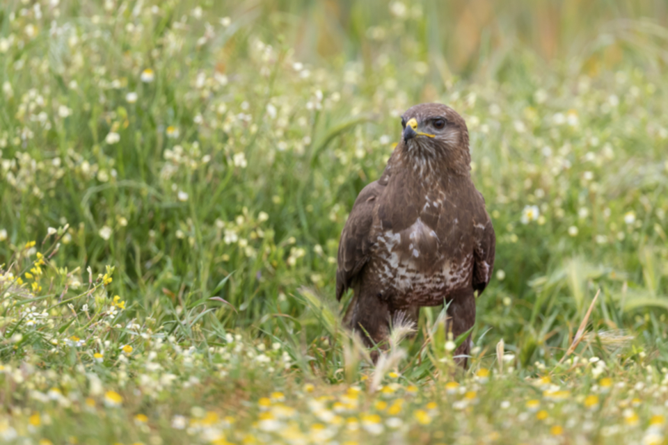 Maeusebussard_190418_05.jpg