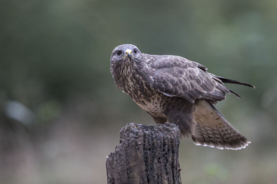Maeusebussard_191009_08.jpg