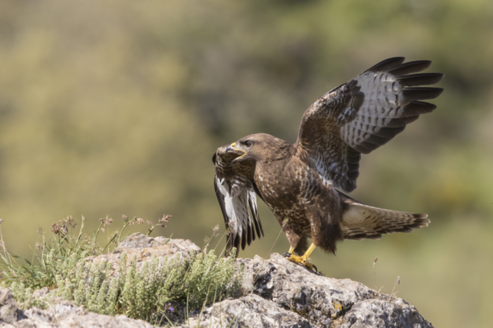 Maeusebussard_210524_11.jpg