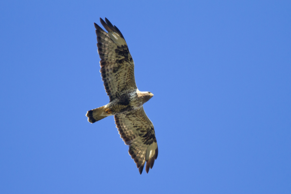 Raufussbussard_100720_01.jpg