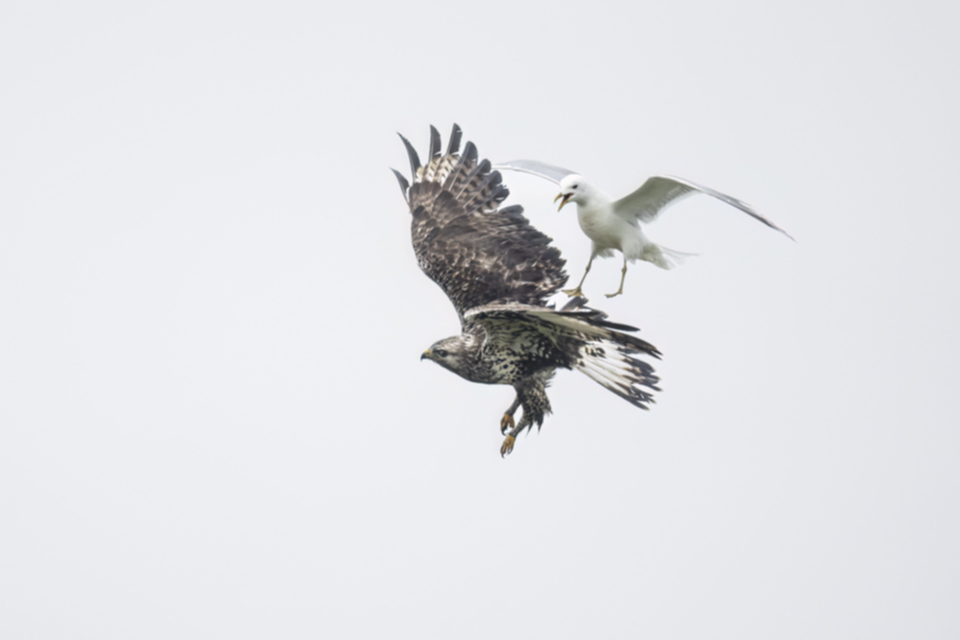 Raufussbussard_220709_04.jpg