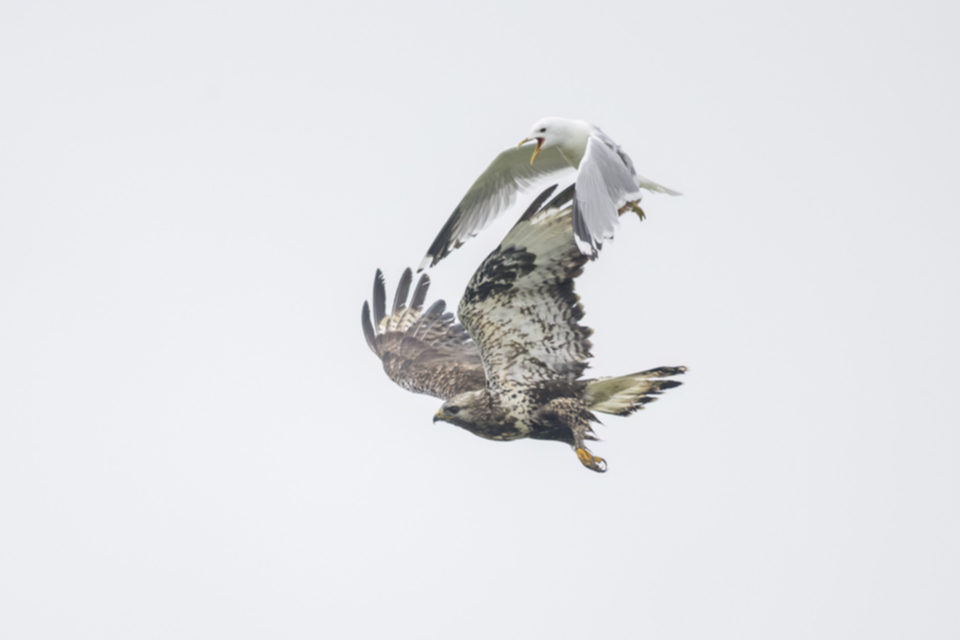 Raufussbussard_220709_05.jpg
