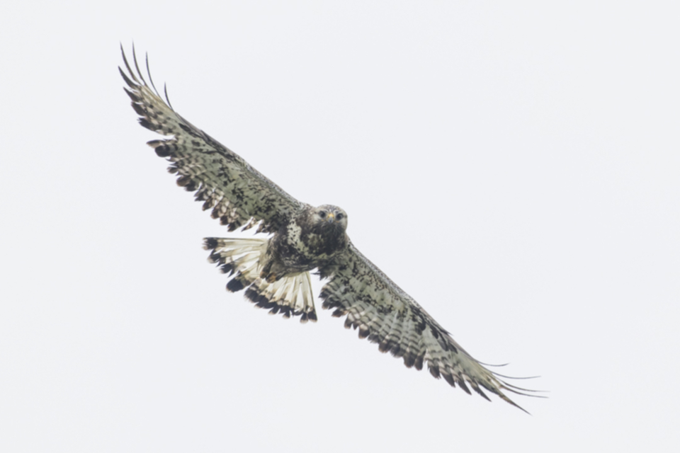 Raufussbussard_220709_07.jpg