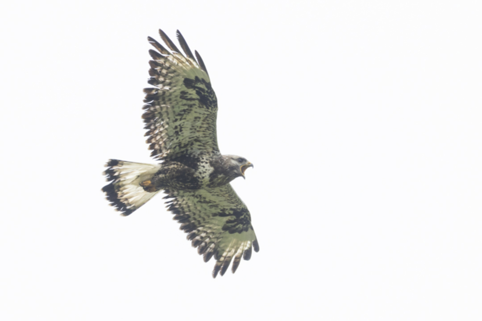 Raufussbussard_220709_08.jpg
