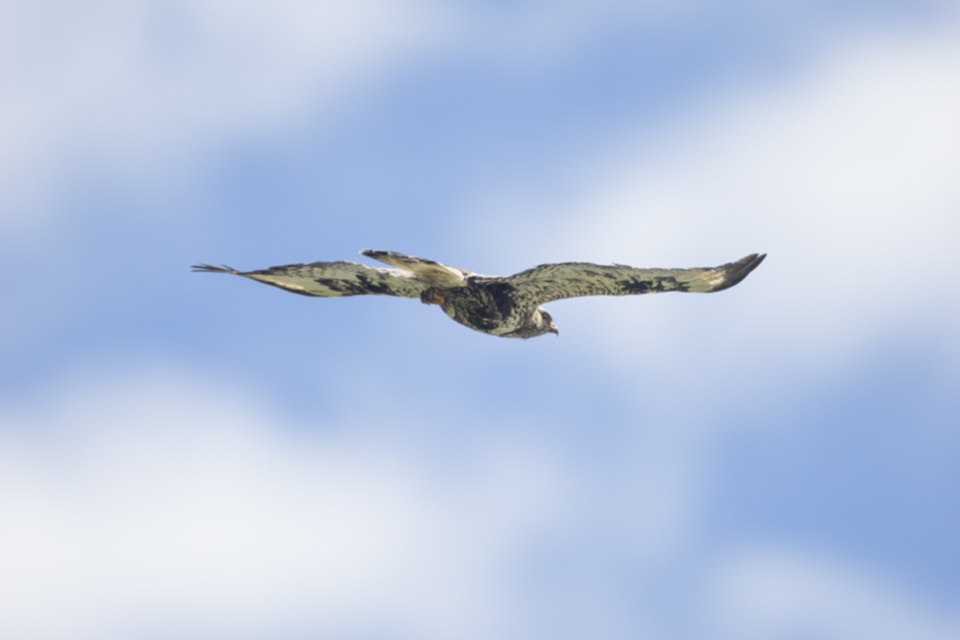 Raufussbussard_220709_09.jpg