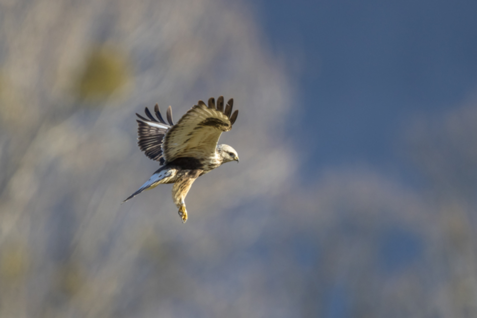 Raufussbussard_190104_02.jpg