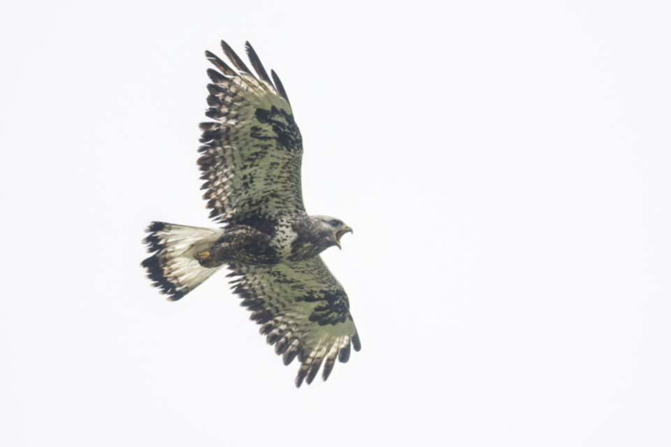 Raufussbussard_220709_06.jpg