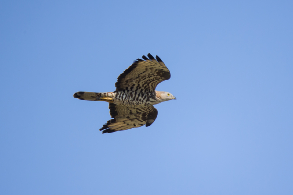 Wespenbussard_130719_02.jpg