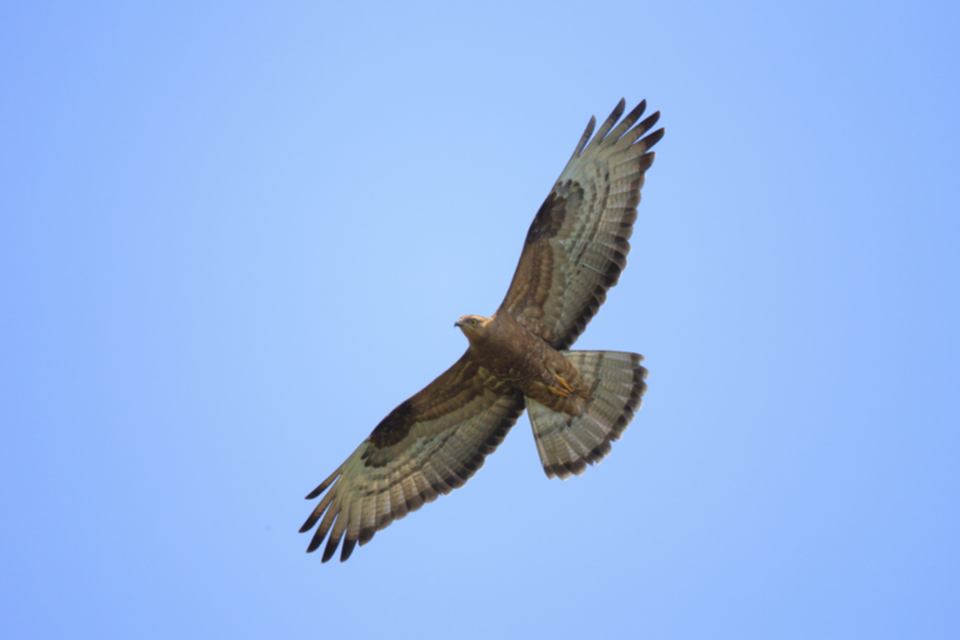 Wespenbussard_110519_01.jpg