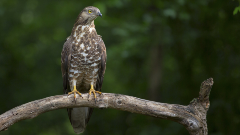 Wespenbussard_140516_03.jpg