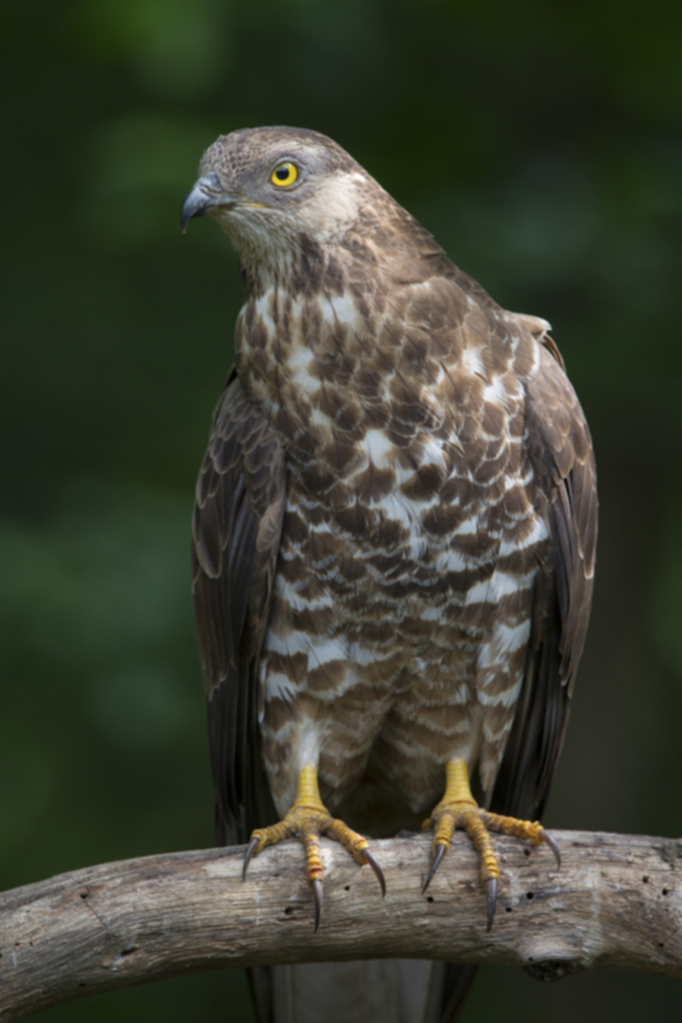 Wespenbussard_140516_04.jpg