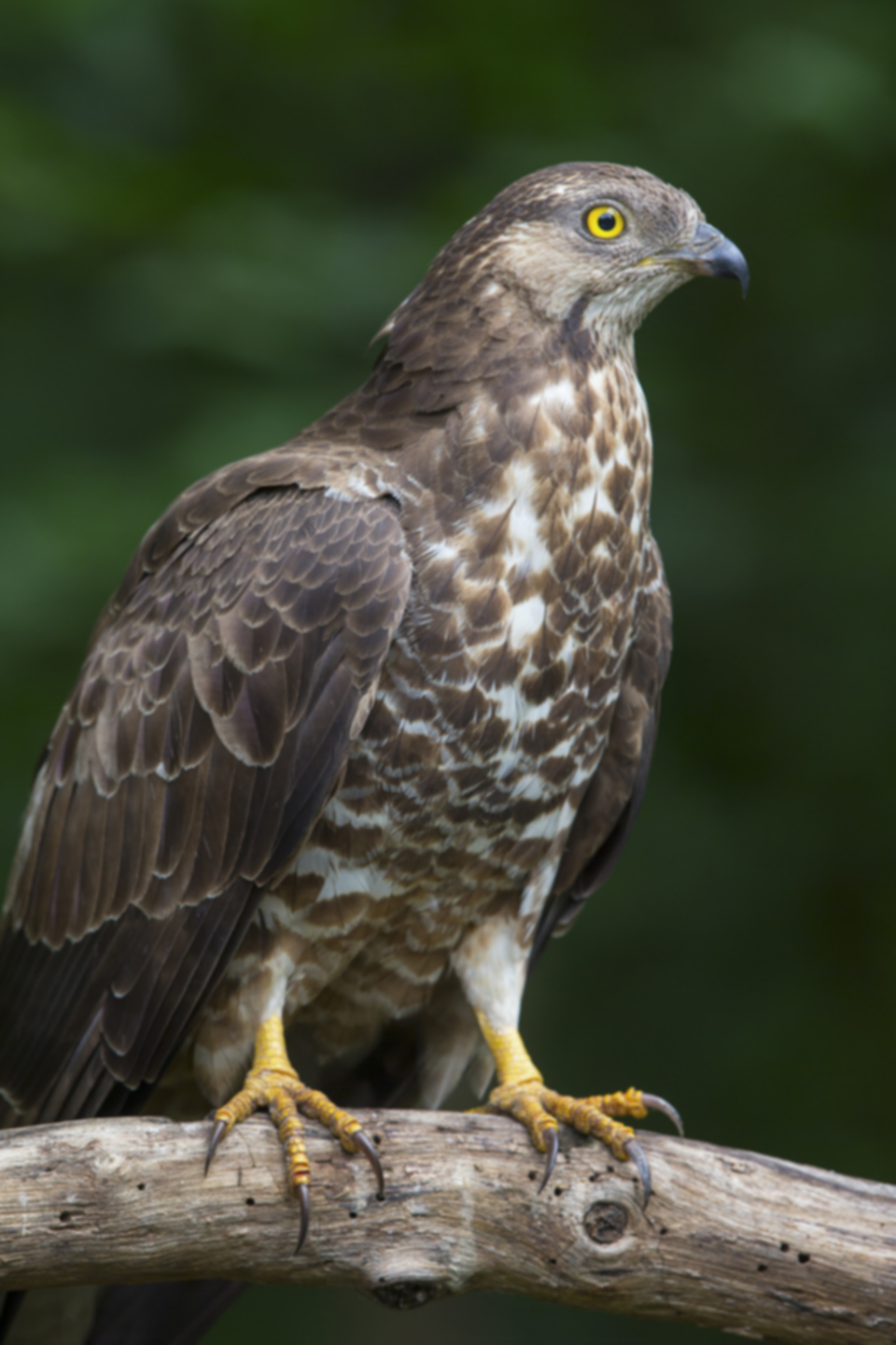 Wespenbussard_140516_06.jpg