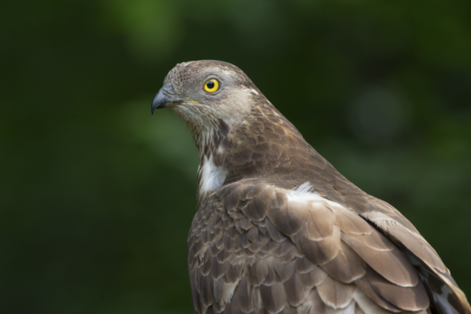Wespenbussard_140516_07.jpg
