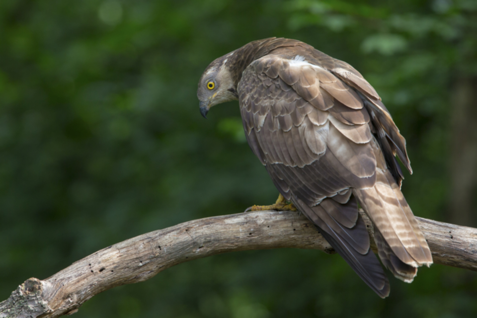 Wespenbussard_140516_08.jpg