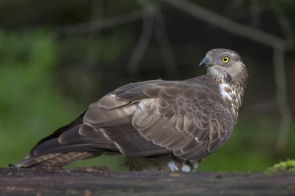 Wespenbussard_140516_10.jpg