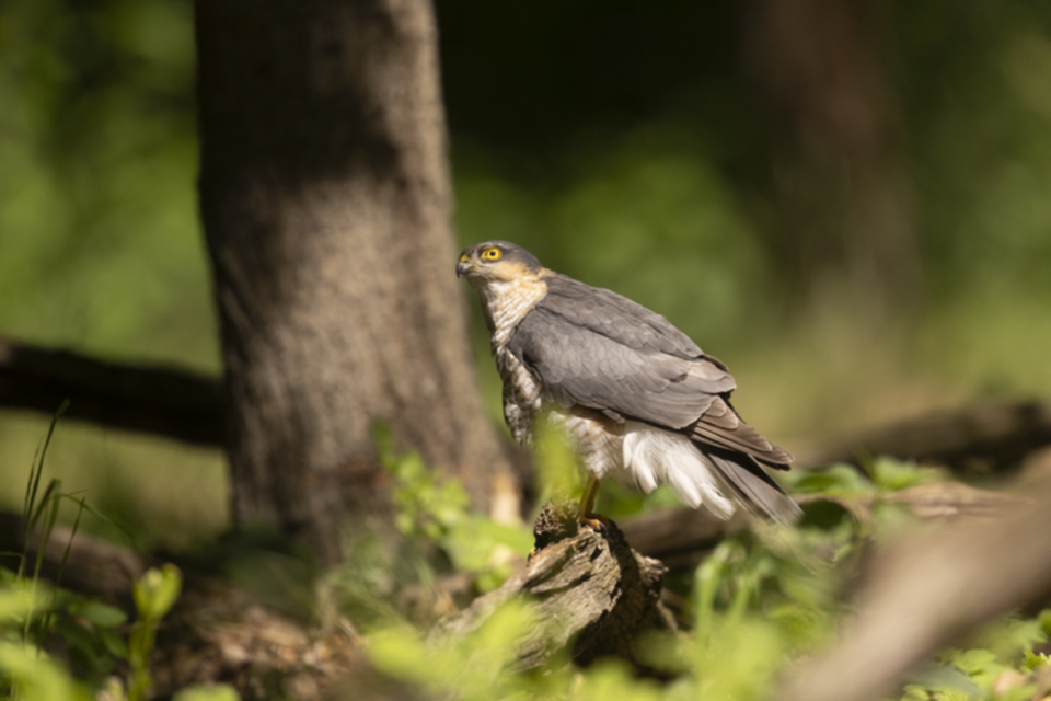 Sperber_240510_41.jpg