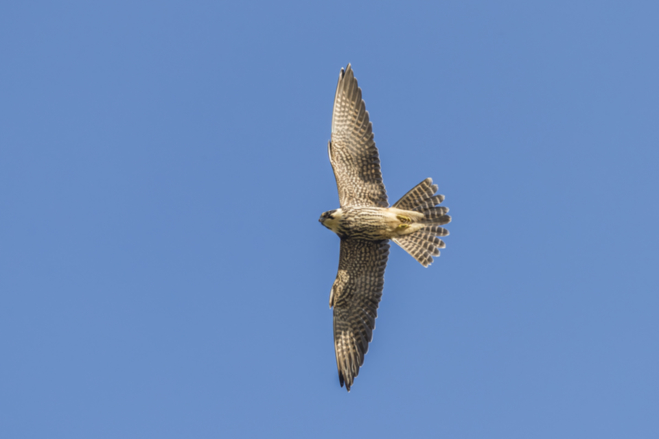 Baumfalke_161005_01.jpg