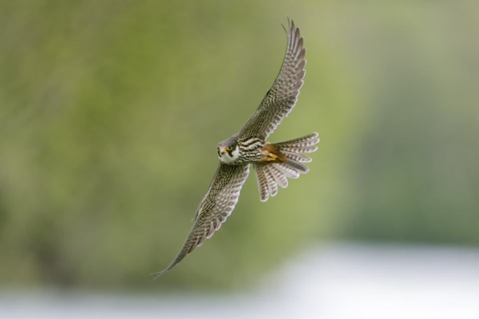 Baumfalke_190522_03.jpg