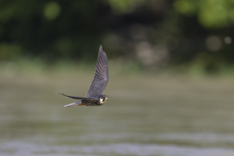 Baumfalke_200506_04.jpg