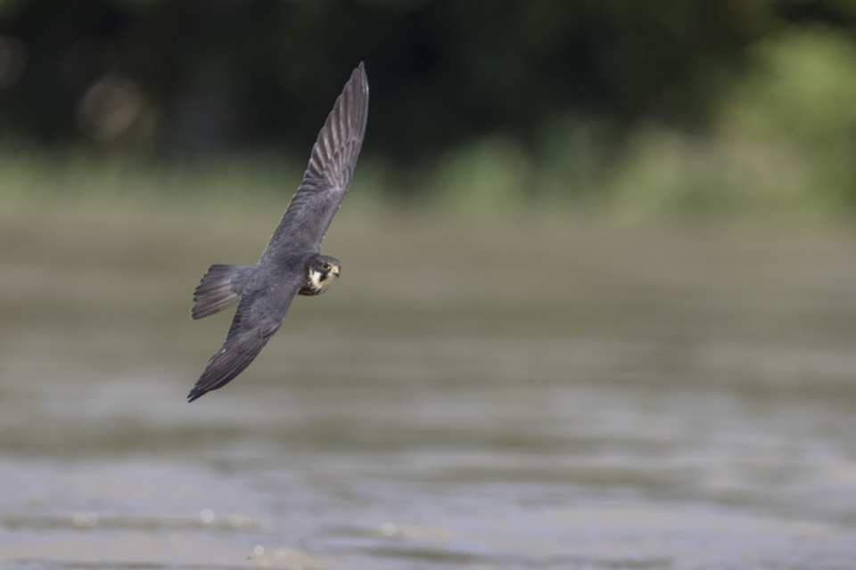 Baumfalke_200506_05.jpg
