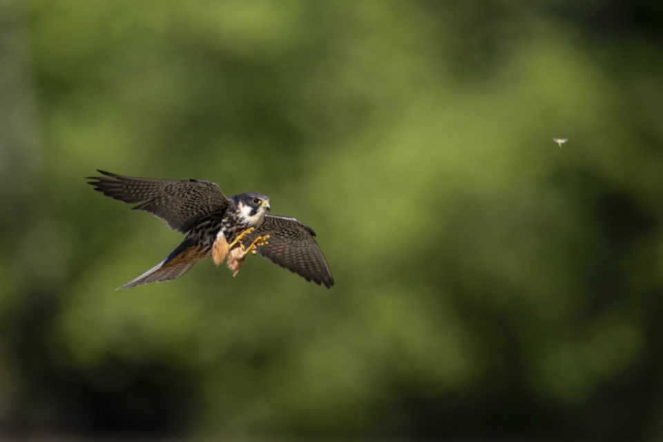 Baumfalke_200506_07.jpg