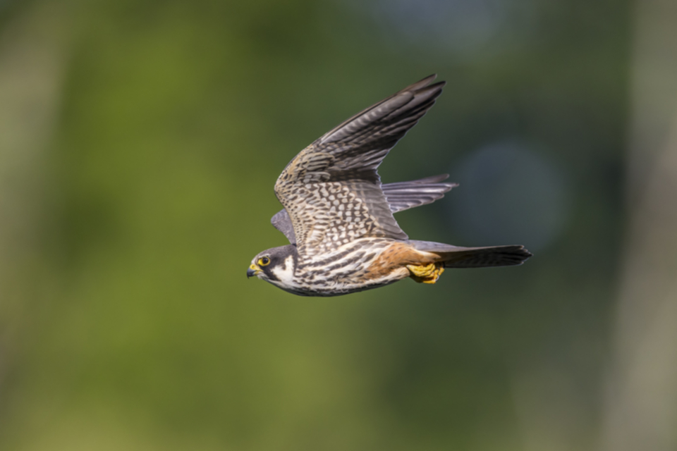 Baumfalke_200516_09.jpg