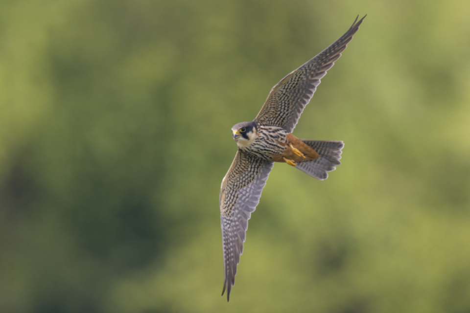 Baumfalke_210502_10.jpg
