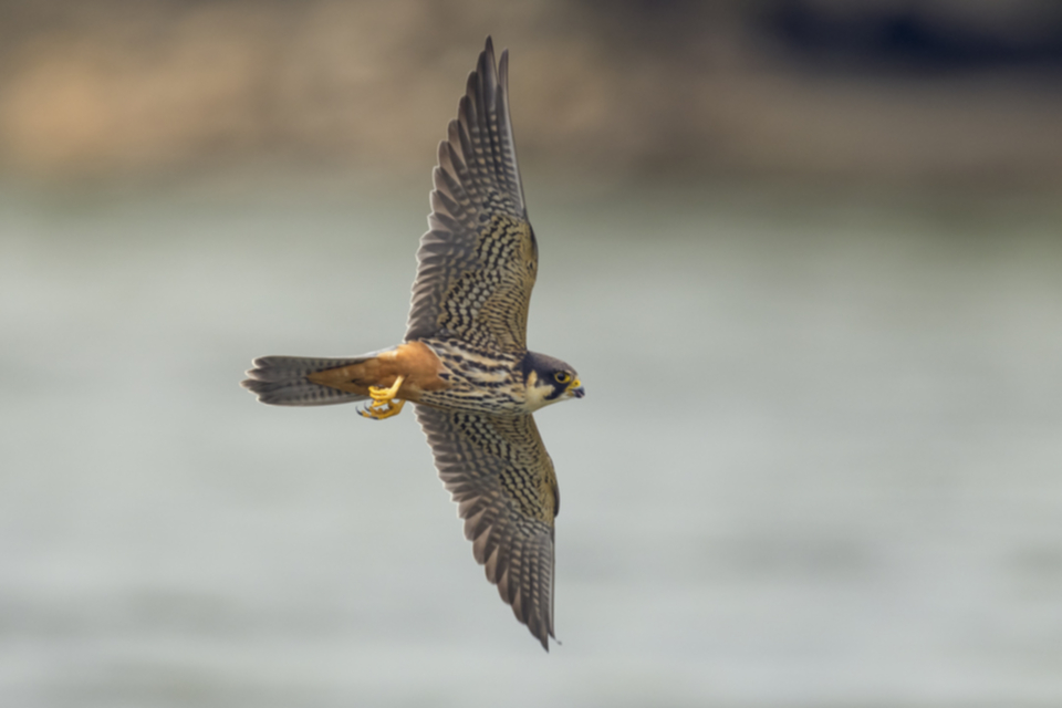 Baumfalke_210502_11.jpg