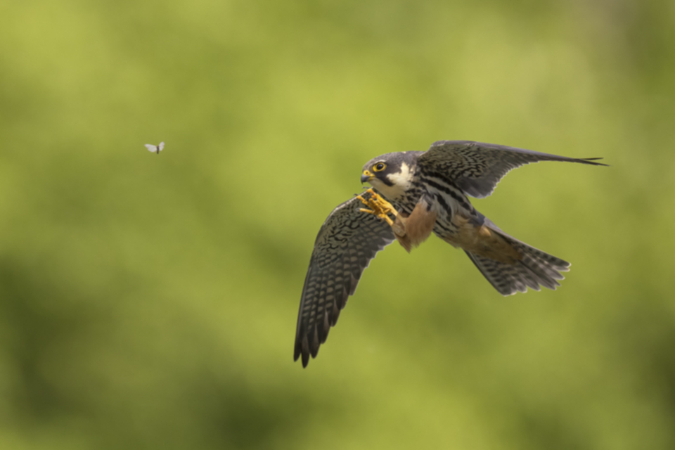 Baumfalke_210505_12.jpg