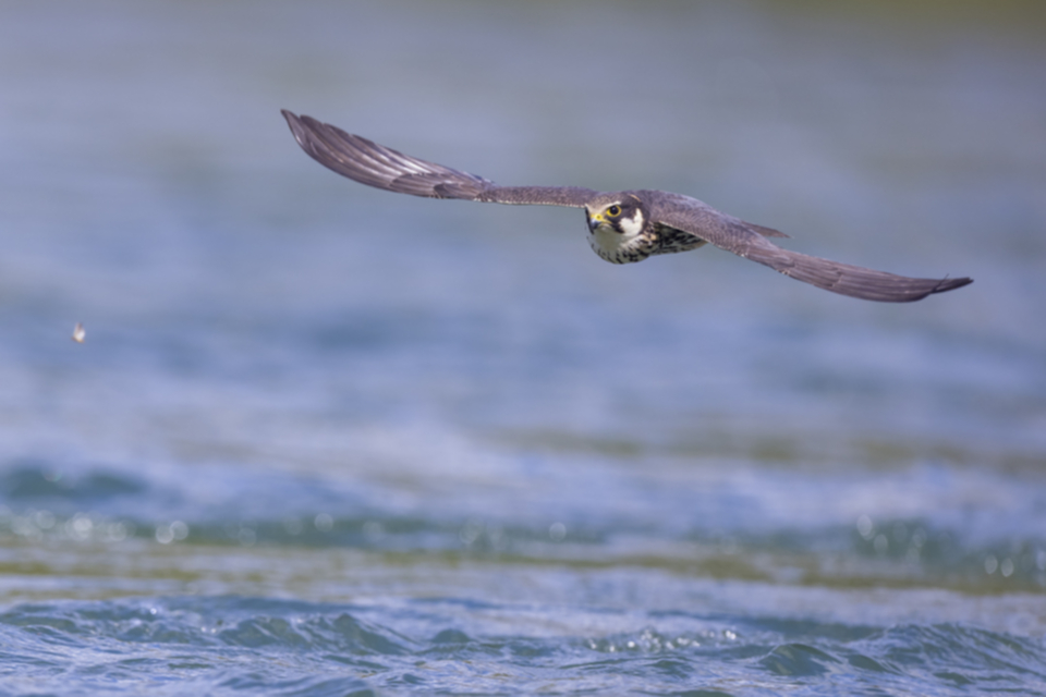 Baumfalke_210505_13.jpg
