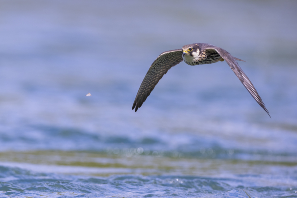 Baumfalke_210505_14.jpg