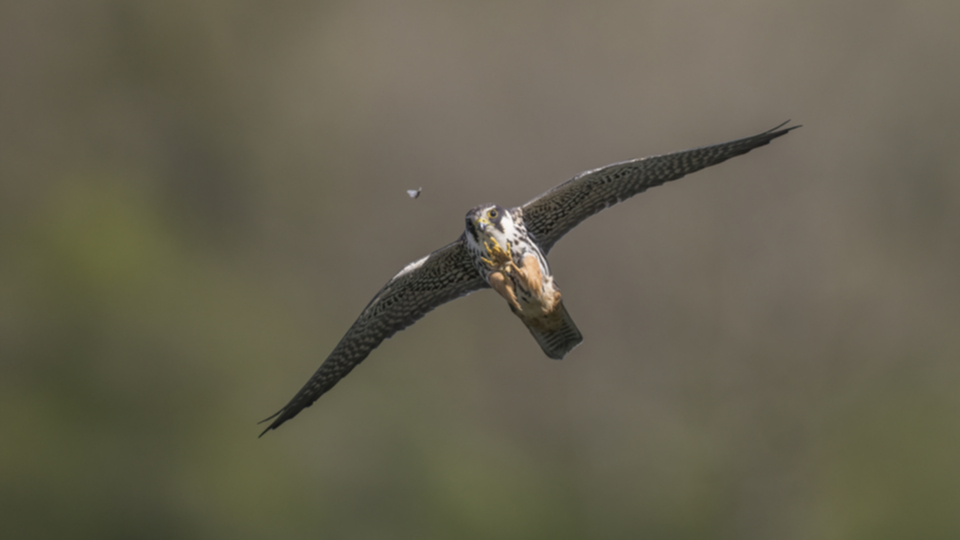 Baumfalke_210505_18.jpg