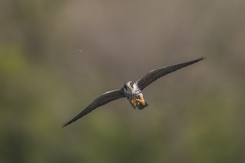 Baumfalke_210505_17.jpg