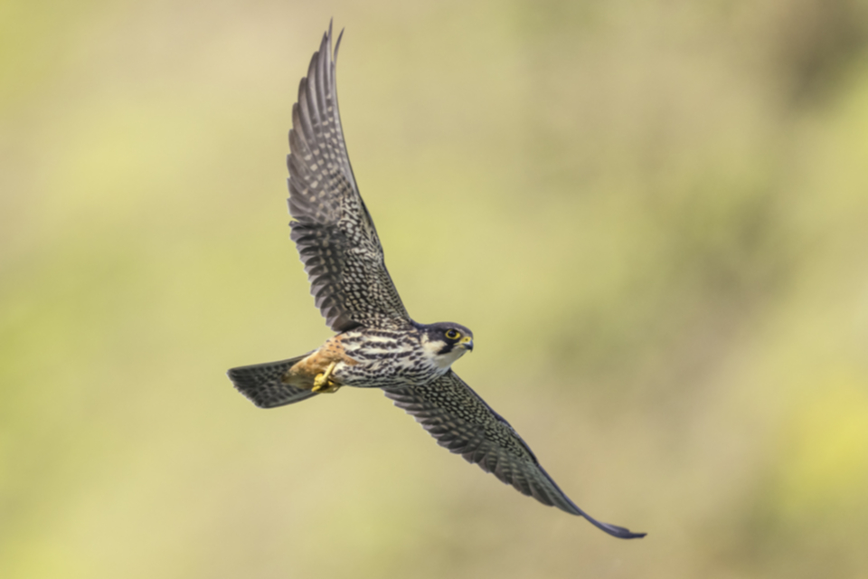 Baumfalke_210505_20.jpg