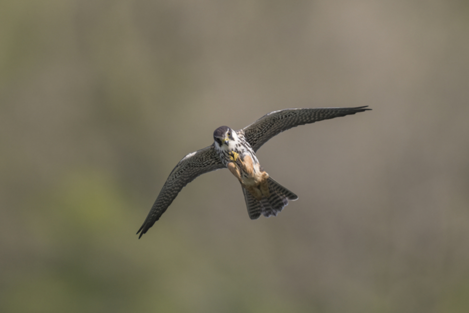 Baumfalke_210505_19.jpg