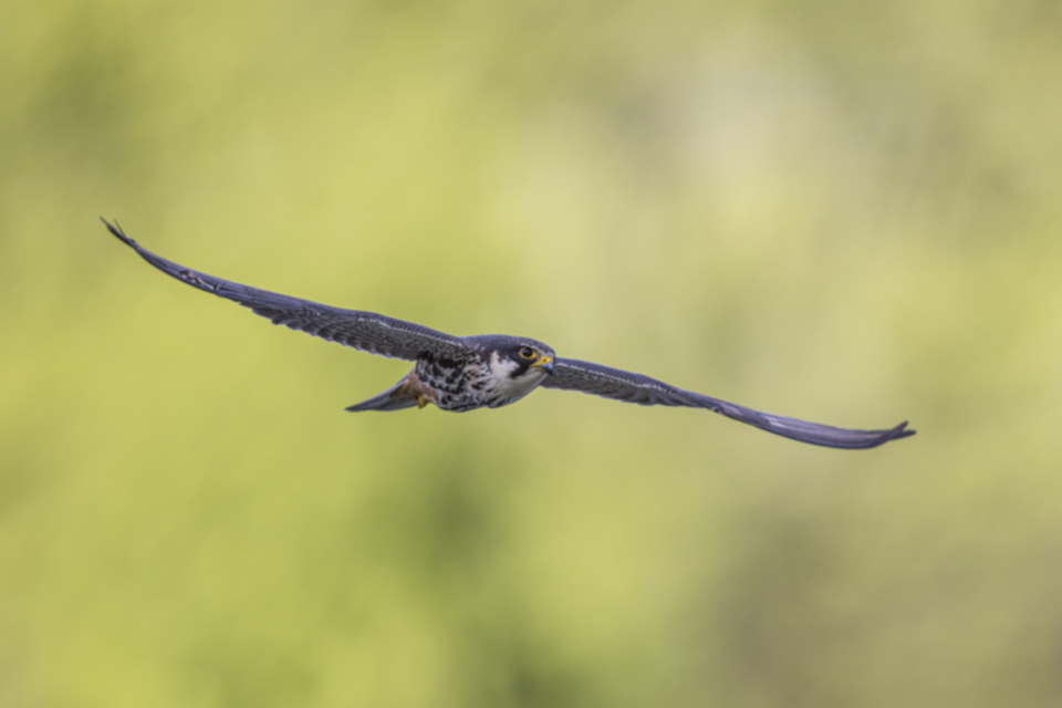 Baumfalke_210505_21.jpg