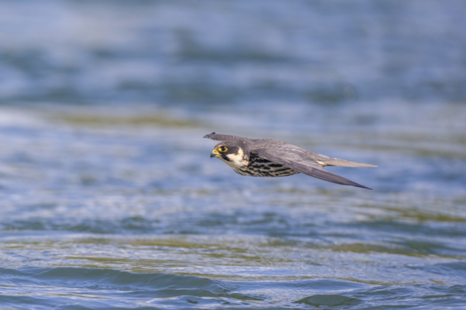 Baumfalke_210505_22.jpg