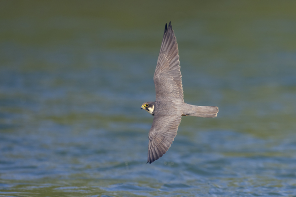 Baumfalke_210505_23.jpg